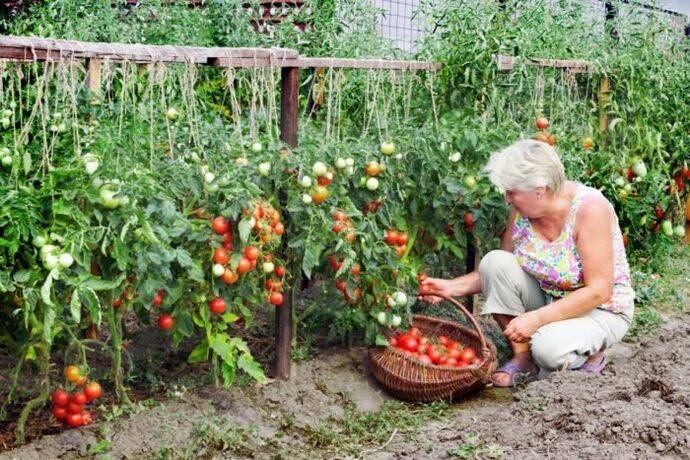 vrtne rajčice za proširene vene